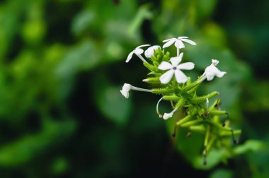 bahar çiçeği doğa arka planı 