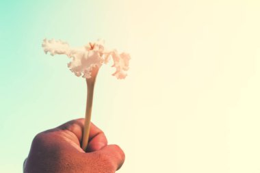 Yumuşak odaklı bahar mavi arka planda çiçek kırbaçlıyor 