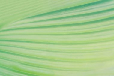 yumuşak odaklı yeşil yapraklar bahar doğa duvar kağıdı arkaplanı 