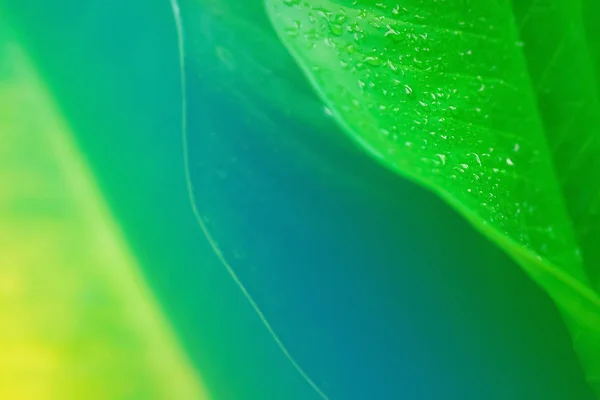 Zielone liście z kroplą rosy po deszczu abstrakcyjna wiosna, natura, — Zdjęcie stockowe