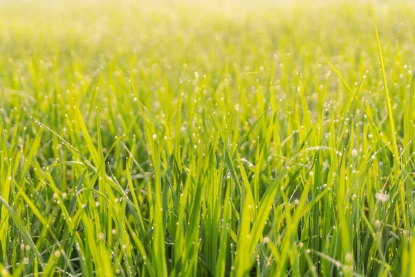 Groene bokeh velden rijst — Stockfoto