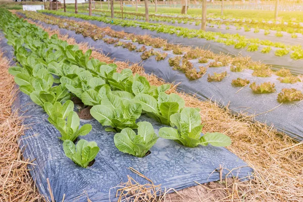 Green cos plot in organic farm — Stock Photo, Image