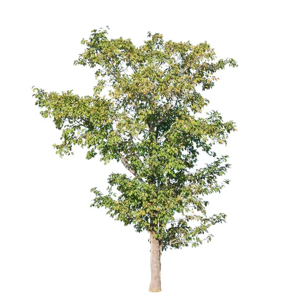 Baum auf isoliertem weißem Hintergrund — Stockfoto