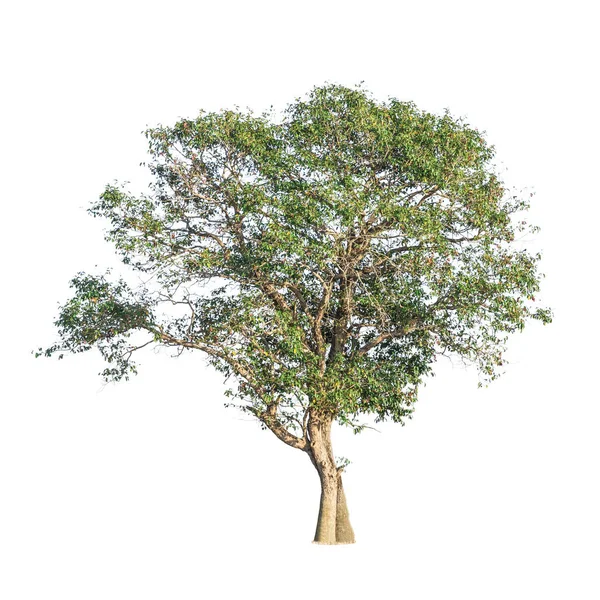 Árvore sobre fundo branco isolado — Fotografia de Stock