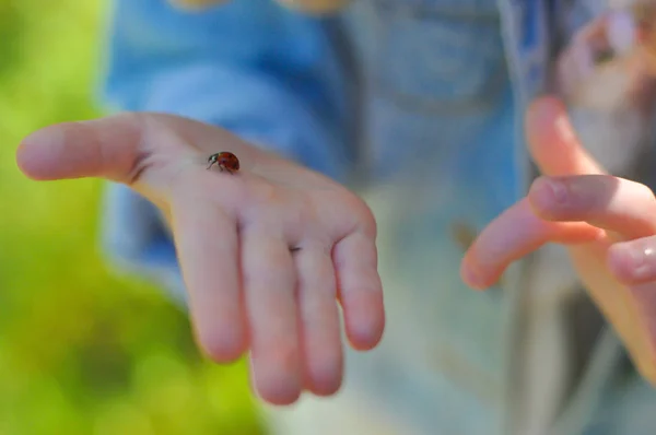 Horizontal closeup photo of a ladybug sitting on a child���s han — Stock Photo, Image