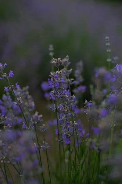 Foto vertical de arbustos de lavanda em um campo de lavanda — Fotografia de Stock