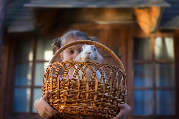 一只生姜兔子在篮子里的特写的水平照片 — 图库照片