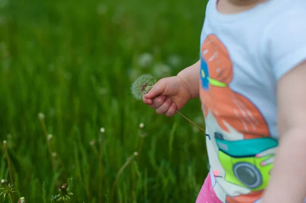 Горизонтальное фото руки ребенка с одуванчиком — стоковое фото