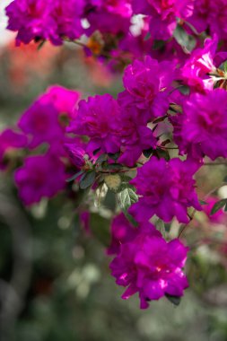 Parlak pembe açelya çiçekleri yakın plan