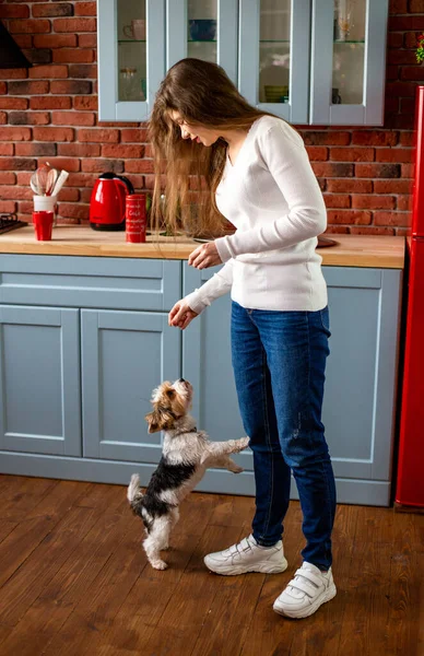 穿着休闲装的女孩在家里厨房里招待她的狗 — 图库照片