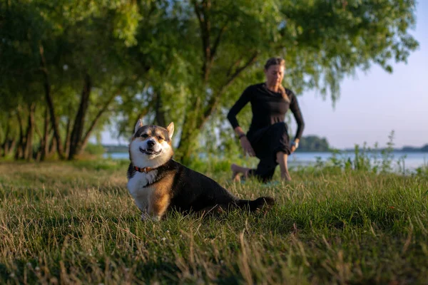 공원의 재미있는 강아지 요가를 — 스톡 사진