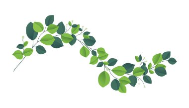 Okaliptüs gümüş dolarlık brunch. Güzel dekoratif sakız ağacı doğal yapraklar..