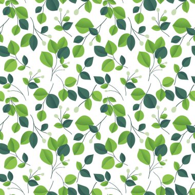 Okaliptüs gümüş dolarlık brunch. Güzel dekoratif sakız ağacı doğal yapraklar..