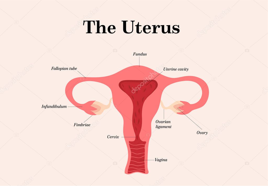 Female reproductive system. Vector illustration on white background.