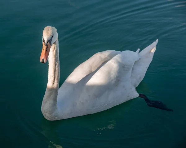 Bílý labutí portrét na volném moři — Stock fotografie