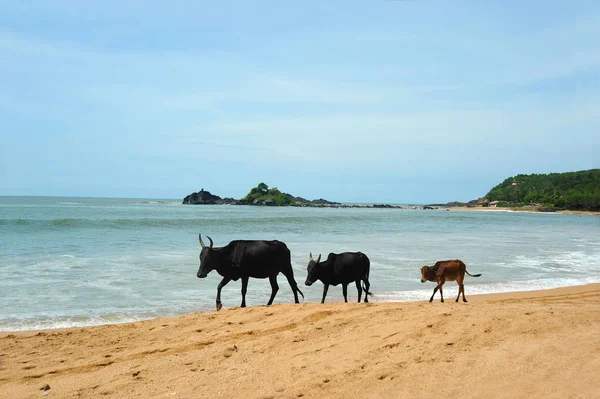 İnekler plaj fotoğrafı