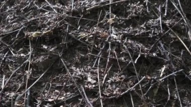 Ormandaki Anthill 'i yakın çekime al. Karıncaların hayatı
