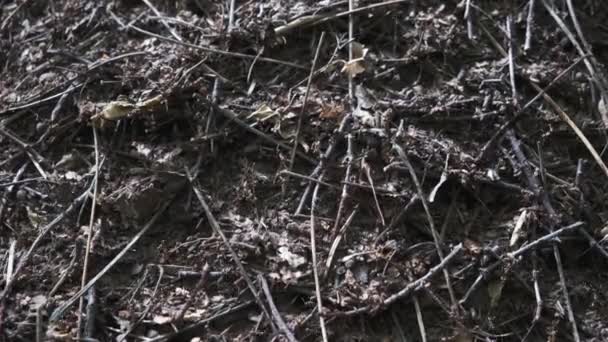 Fourmilière dans le gros plan forestier. La vie des fourmis 