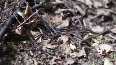 Ormandaki Anthill 'i yakın çekime al. Karıncaların hayatı