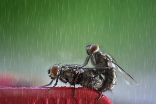 Pieprzyć muchę w padającym deszczu, muchę rasy — Zdjęcie stockowe