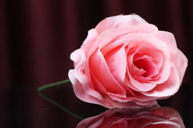 Siyah arkaplanda pembe gül