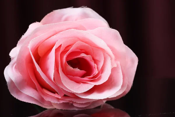 pink rose on black background