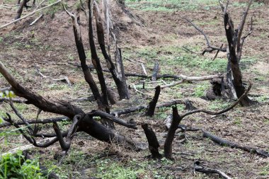 orman yangınından sonra