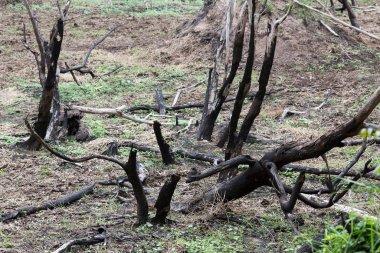 orman yangınından sonra