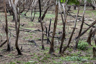 orman yangınından sonra