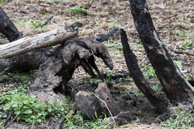 orman yangınından sonra
