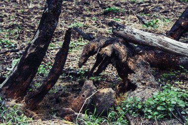 orman yangınından sonra