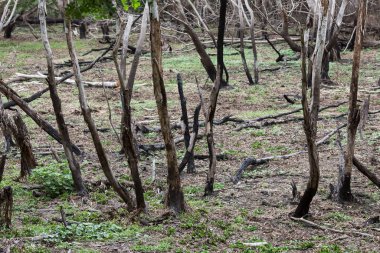 orman yangınından sonra