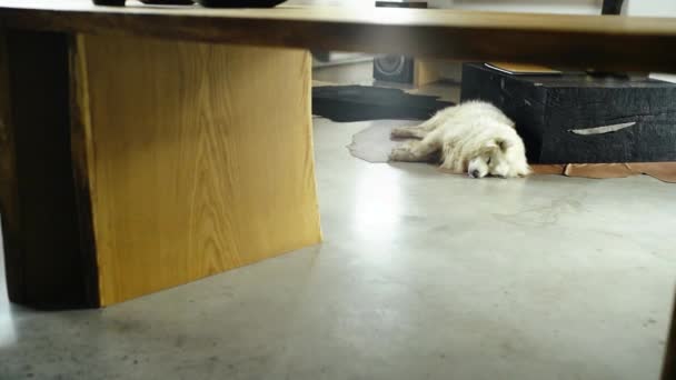 Nowoczesny Stół Dębowy Pies Samoyed — Wideo stockowe
