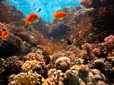 Suyun yüzeyini mercan resifinin beş metre derinliğinden bir sürü küçük balıkla birlikte görmek..