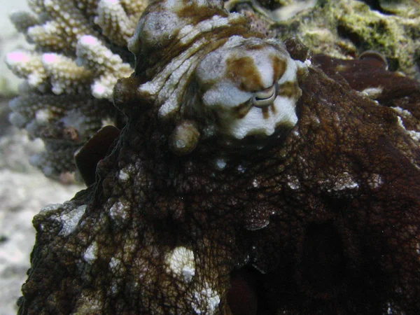 Ośmiornica na rafy koralowej. — Zdjęcie stockowe