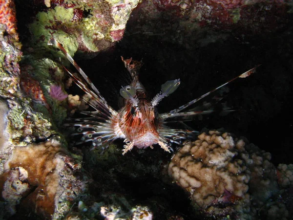 Lionfish ukrywa się w cieniu koralowców. — Zdjęcie stockowe