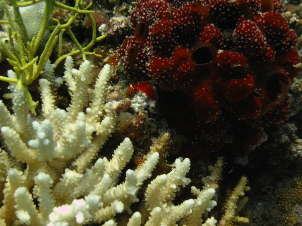 White coral and red soft coral.