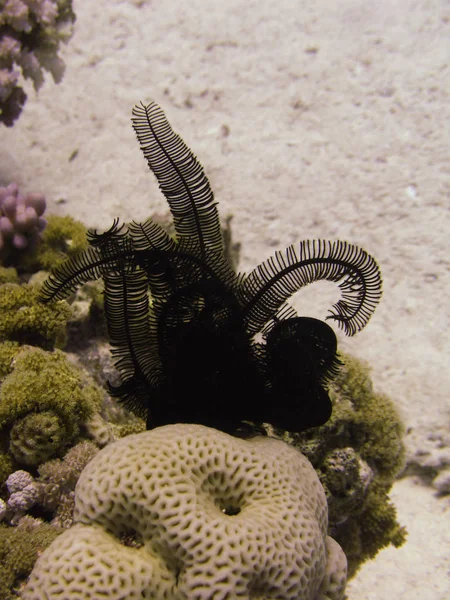Černá péřová hvězda na korálech. — Stock fotografie