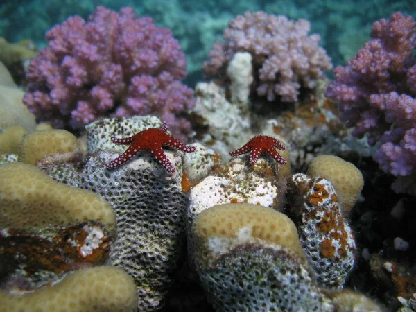 Dwie małe rozgwiazdy na szczycie korala. — Zdjęcie stockowe