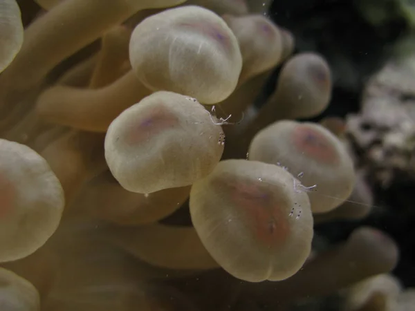 Przezroczyste krewetki na morskich mackach anemonowych. — Zdjęcie stockowe