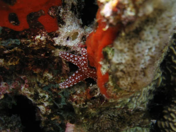 躲在珊瑚上的小海星. — 图库照片