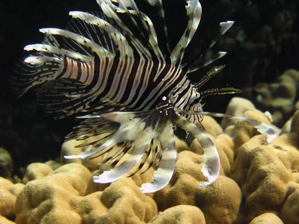 Барвиста лайонна риба над коралом . — стокове фото