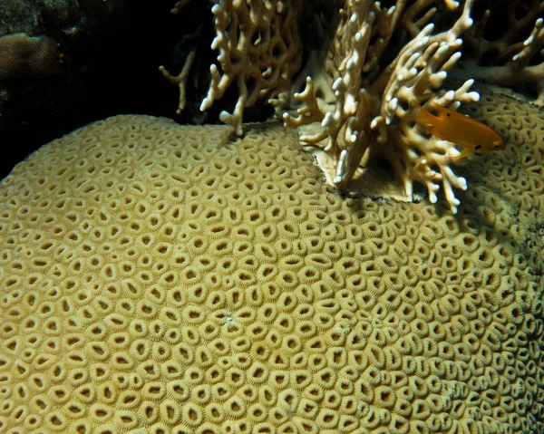 Grande coral com textura de favo de mel . — Fotografia de Stock