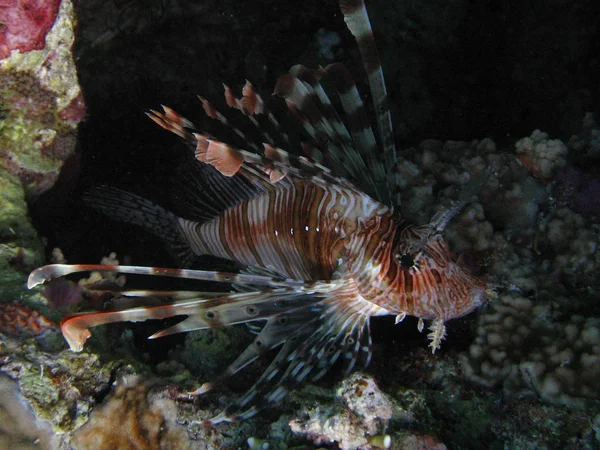 Lionfish ukrywa się w cieniu koralowców. — Zdjęcie stockowe