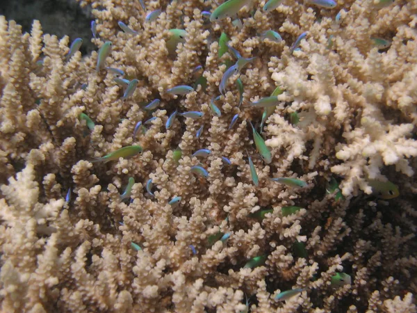 Víz alatti élet - A bézs korall ágai között rejtőzködő kis halak csoportja. — Stock Fotó