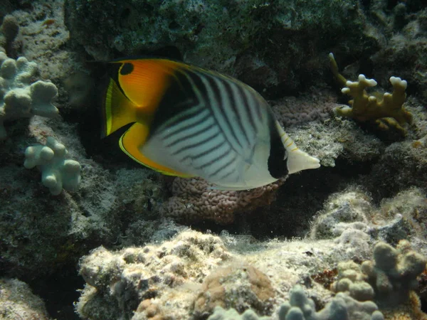Mercan Resifinin Dibindeki Ince Kanatlı Kelebek Balığı — Stok fotoğraf