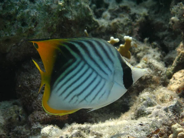 Su altı dünyası - Mercan resifinin dibindeki ince yüzgeçli kelebek balığı. — Stok fotoğraf