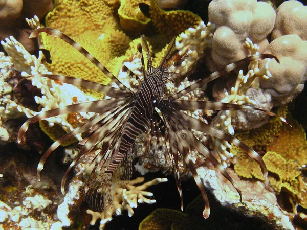 Podwodny świat - Lionfish na tle żółto-białego korala. — Zdjęcie stockowe
