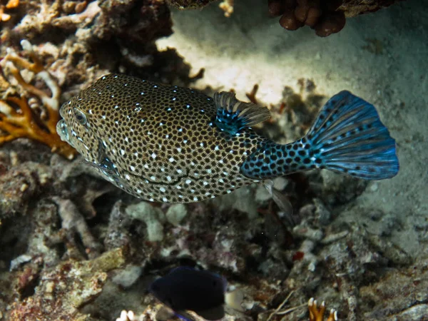 Podmořský svět - Arabská ryba nad korálovým dnem. — Stock fotografie