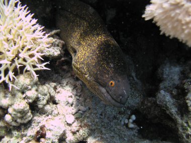 Su altı dünyası - Mercanlar arasında sarı kenarlı moray yılanbalığı.